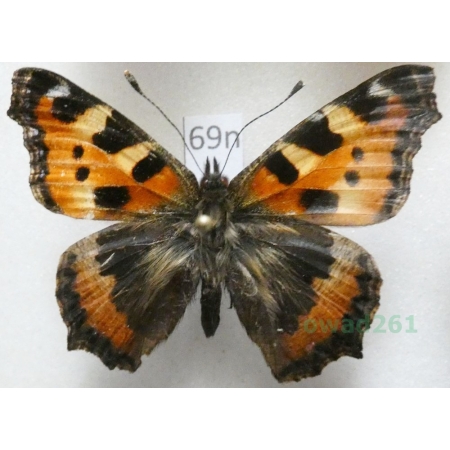 Aglais urticae (Linnaeus, 1758) Rusałka pokrzywnik Poland69n